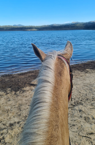 boy-horse-camping